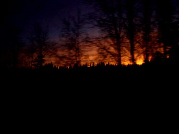 a forest dawn
